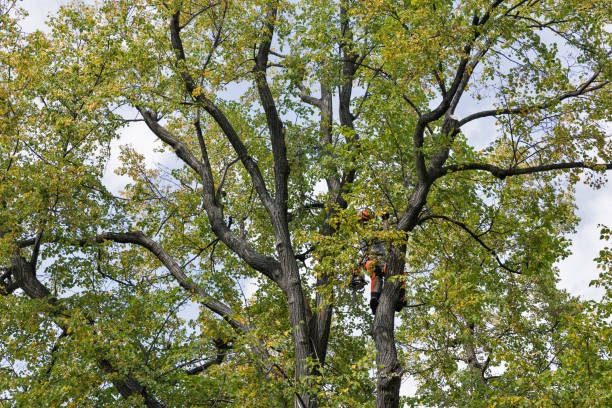 Best Root Management and Removal  in Brooklyn, IN